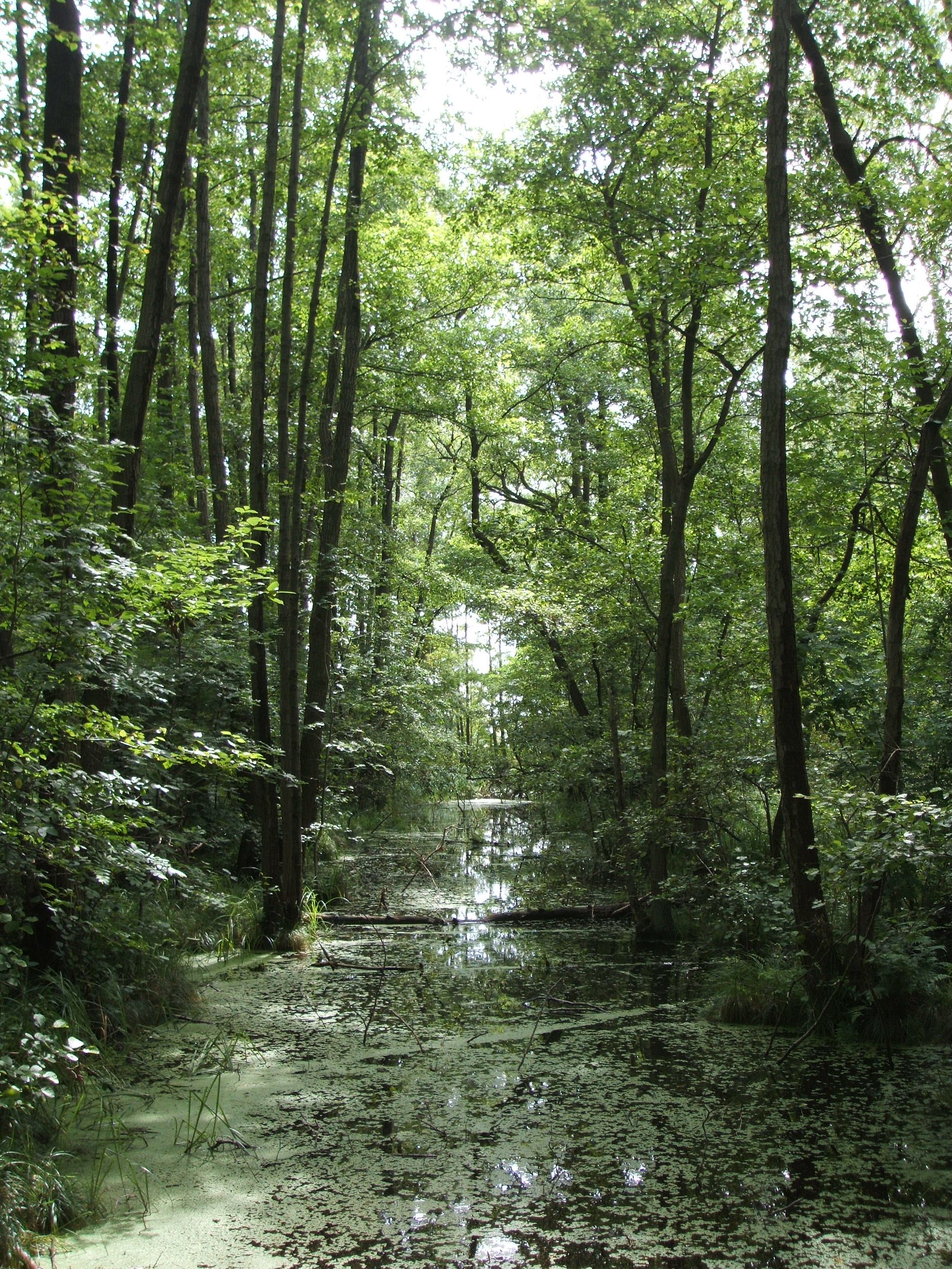 Swamp in Müritz national park